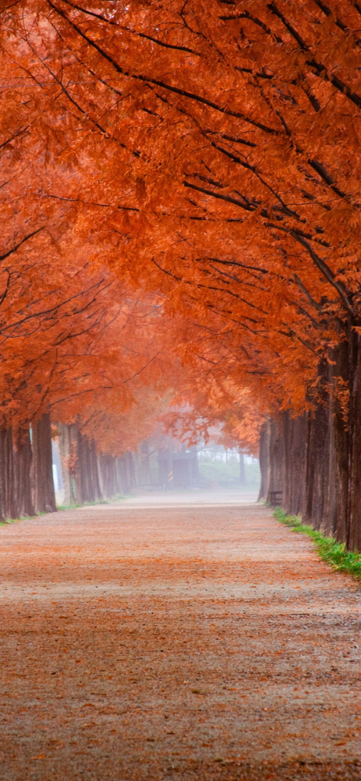 Обои осенью листва, осень, Осенняя окраска листьев, растение, ботаники в разрешении 1242x2688