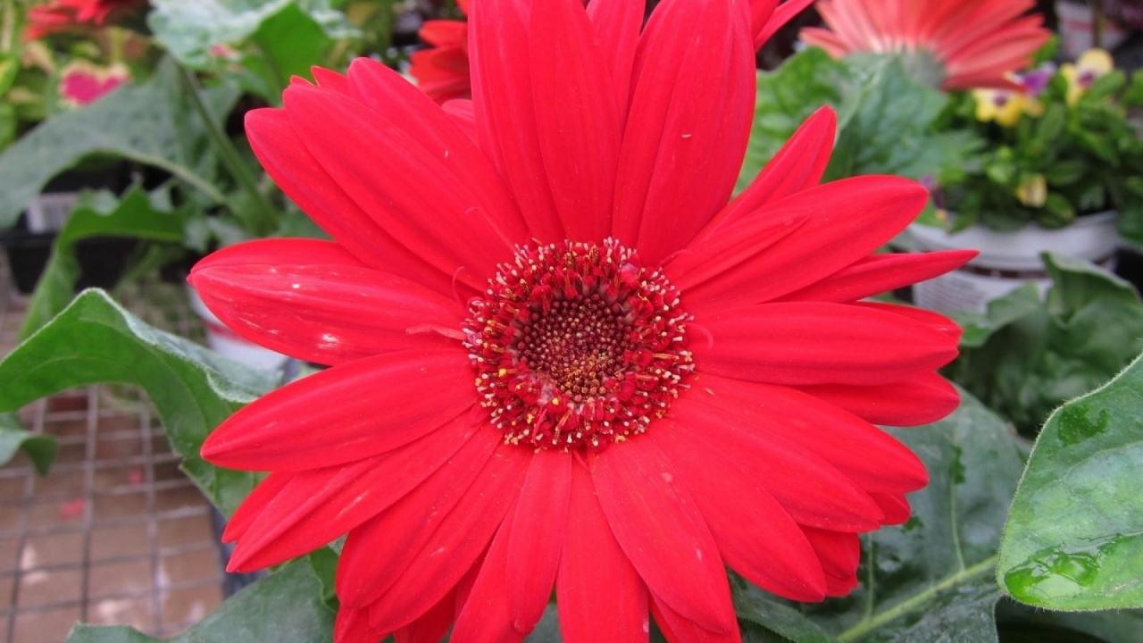 Обои гербера, трансвааль Дейзи, цветковое растение, лепесток, растение в разрешении 1280x720