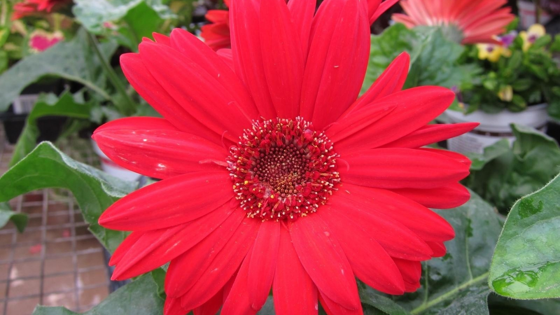 Обои гербера, трансвааль Дейзи, цветковое растение, лепесток, растение в разрешении 1920x1080