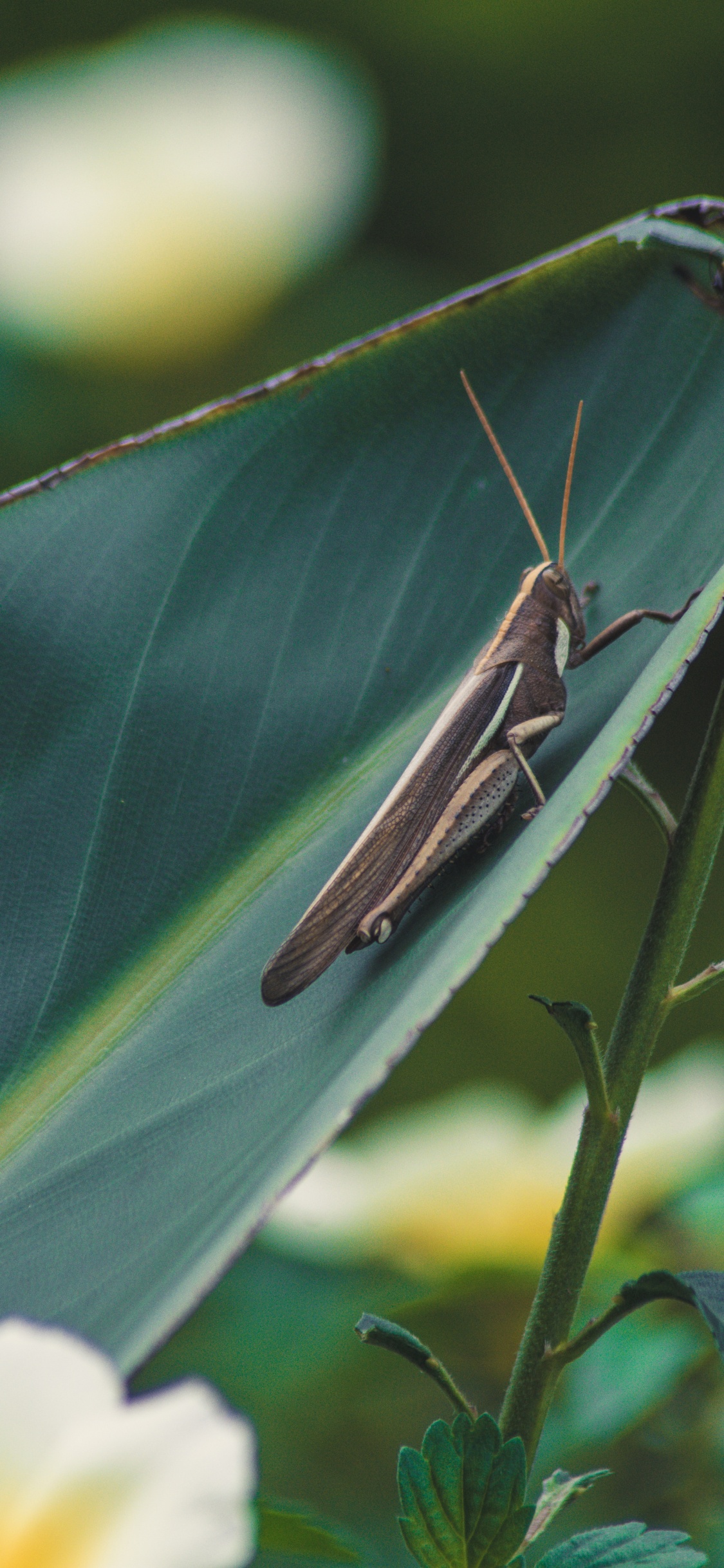 Обои Короткоусые прямокрылые, беспозвоночных, лист, кузнечик, растение в разрешении 1125x2436