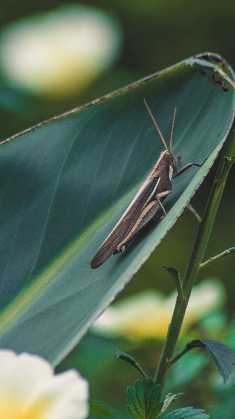 Обои Короткоусые прямокрылые, беспозвоночных, лист, кузнечик, растение в разрешении 750x1334