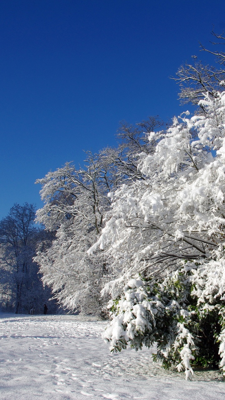 Обои снег, зима, дерево, мороз, замораживание в разрешении 720x1280