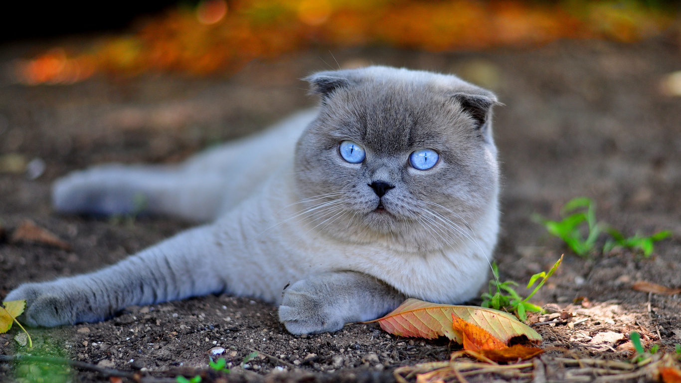 Обои шотландская вислоухая, русская голубая, котенок, британская короткошерстная, порода кошек в разрешении 1366x768