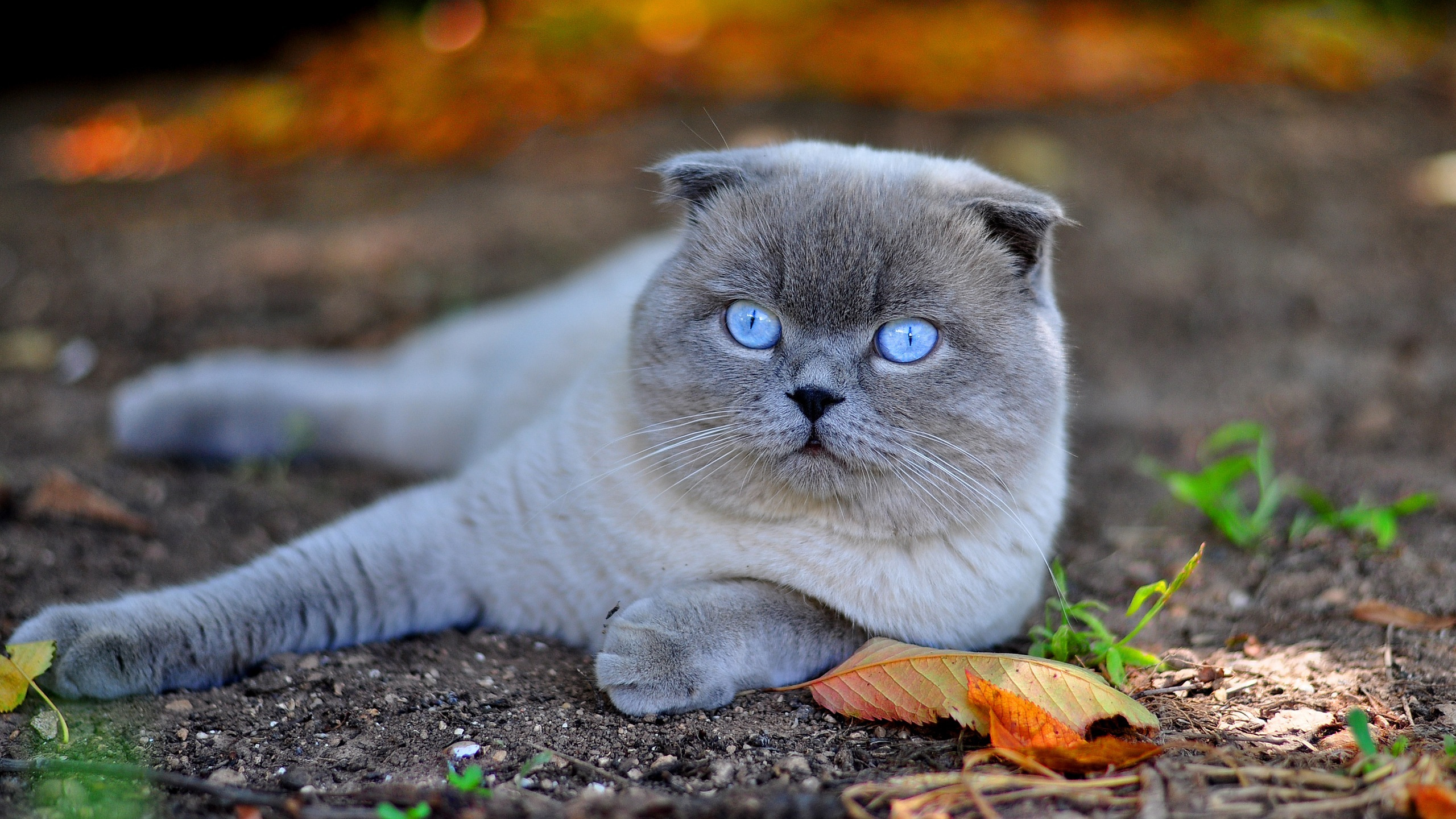 Обои шотландская вислоухая, русская голубая, котенок, британская короткошерстная, порода кошек в разрешении 2560x1440