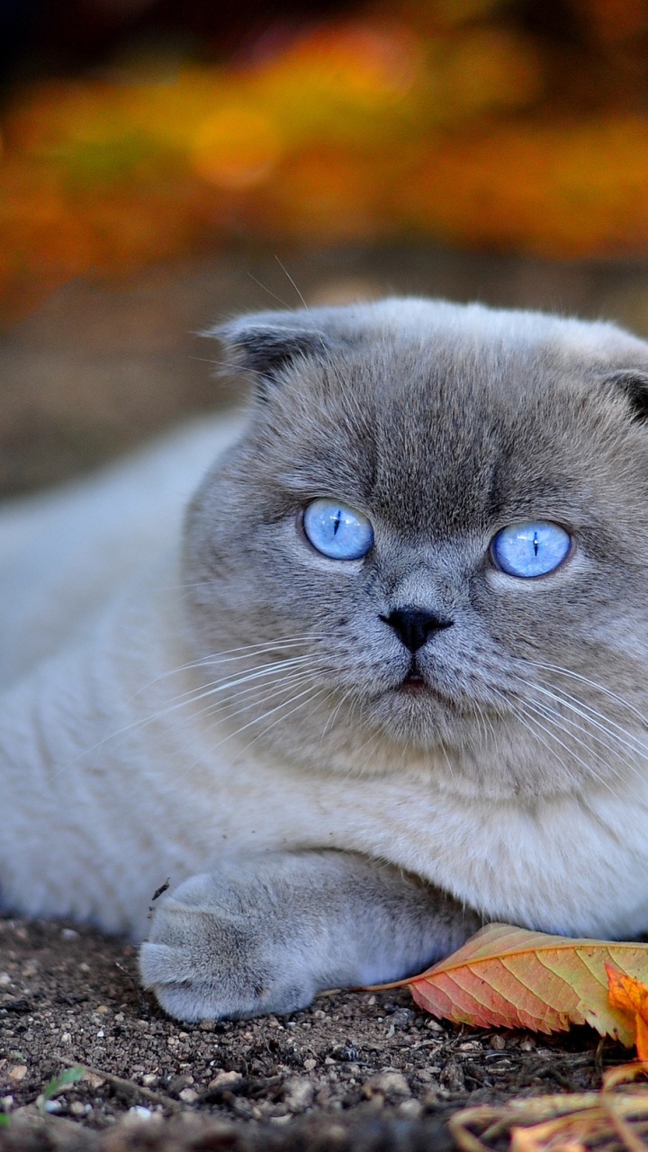 Обои шотландская вислоухая, русская голубая, котенок, британская короткошерстная, порода кошек в разрешении 720x1280