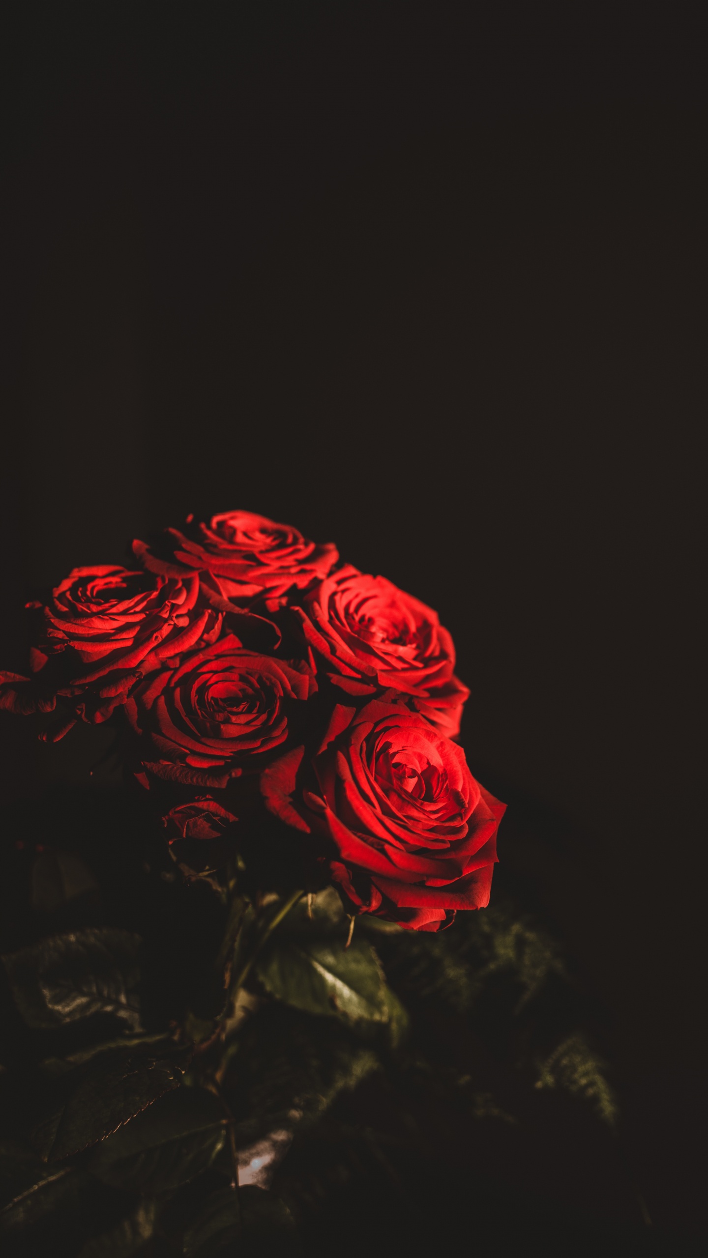 Обои цветок, Роза, цветочный букет, сад роз, красный цвет в разрешении 1440x2560