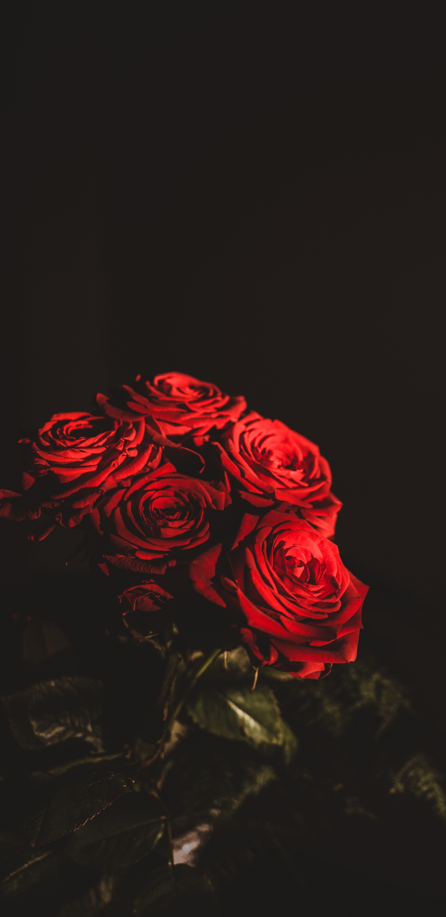 Обои цветок, Роза, цветочный букет, сад роз, красный цвет в разрешении 1440x2960