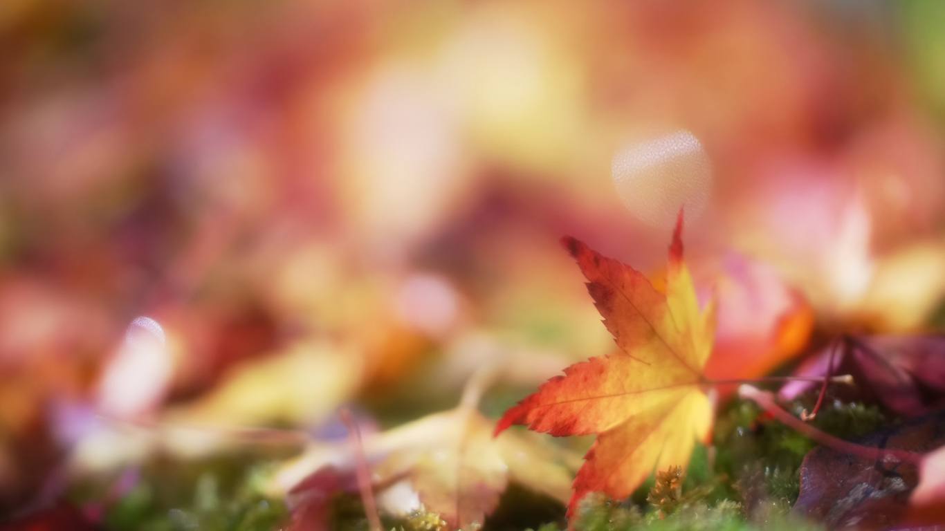 Обои природа, листопадные, дерево, кленовый лист, осень в разрешении 1366x768