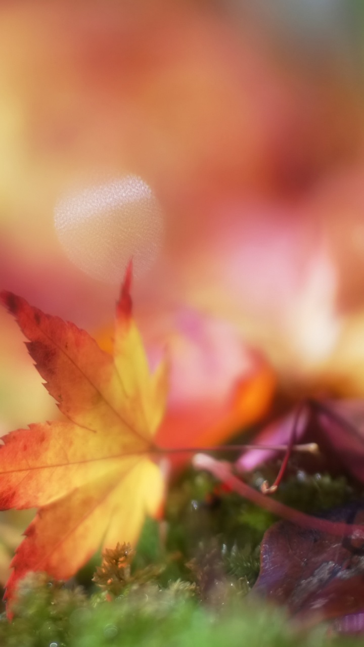 Обои природа, листопадные, дерево, кленовый лист, осень в разрешении 720x1280