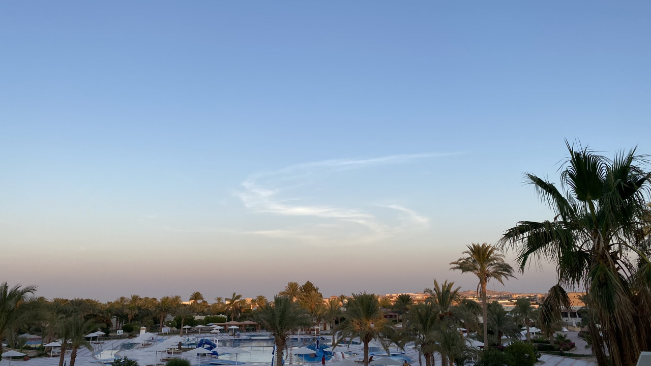 Обои пальмовые рощи, дерево, древесные растения, замораживание, Пальма в разрешении 1280x720