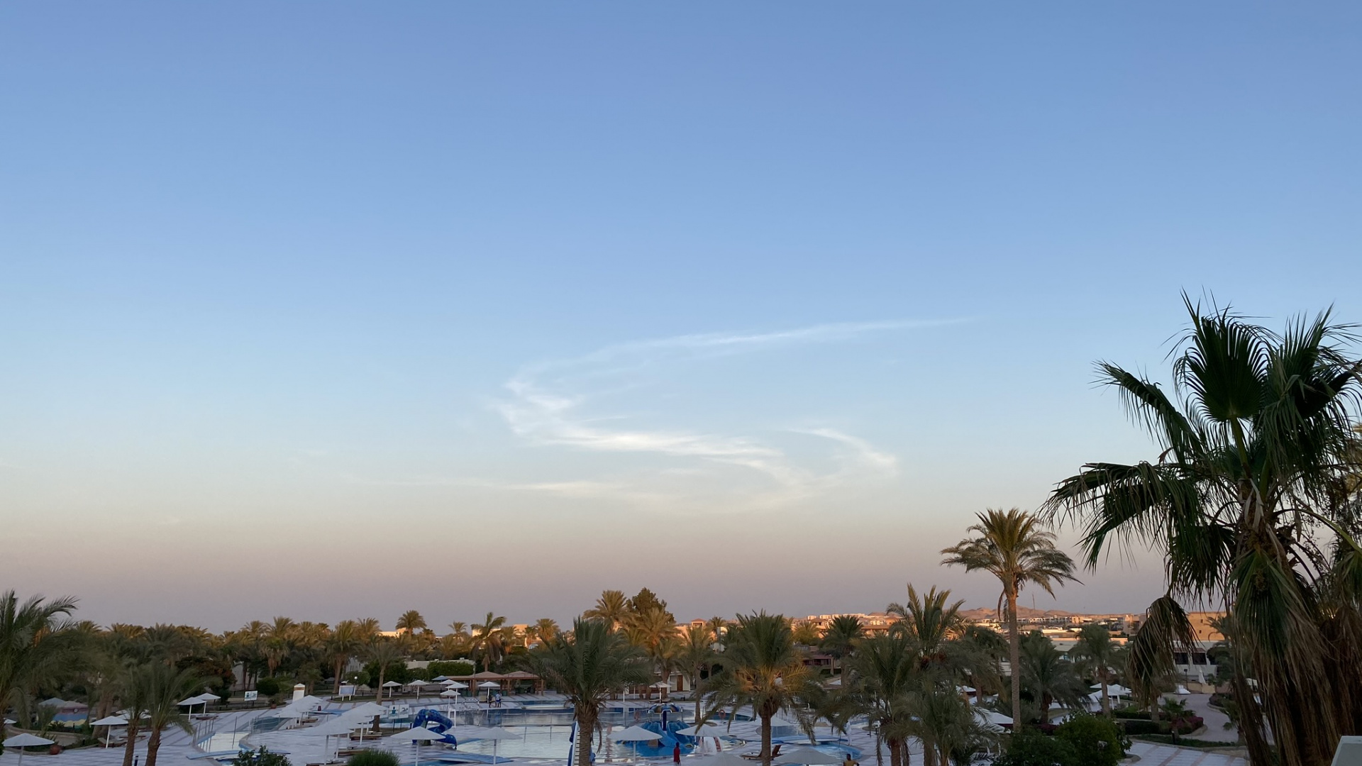 Обои пальмовые рощи, дерево, древесные растения, замораживание, Пальма в разрешении 1920x1080