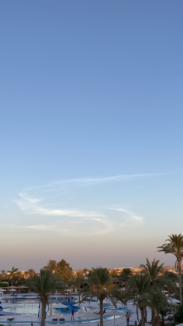 Обои пальмовые рощи, дерево, древесные растения, замораживание, Пальма в разрешении 720x1280