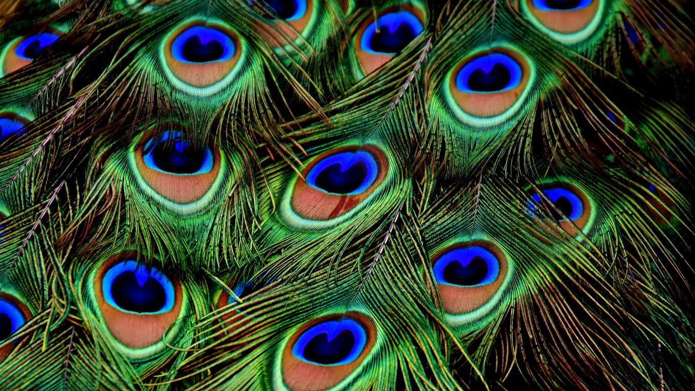 Обои павлин, бирюза, электрик, модный аксессуар, натуральный материал в разрешении 1366x768