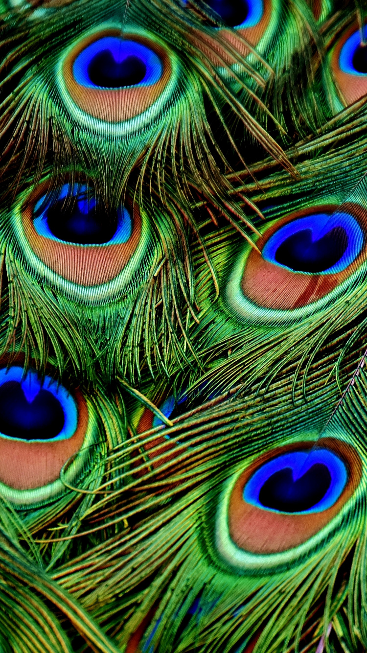Обои павлин, бирюза, электрик, модный аксессуар, натуральный материал в разрешении 750x1334
