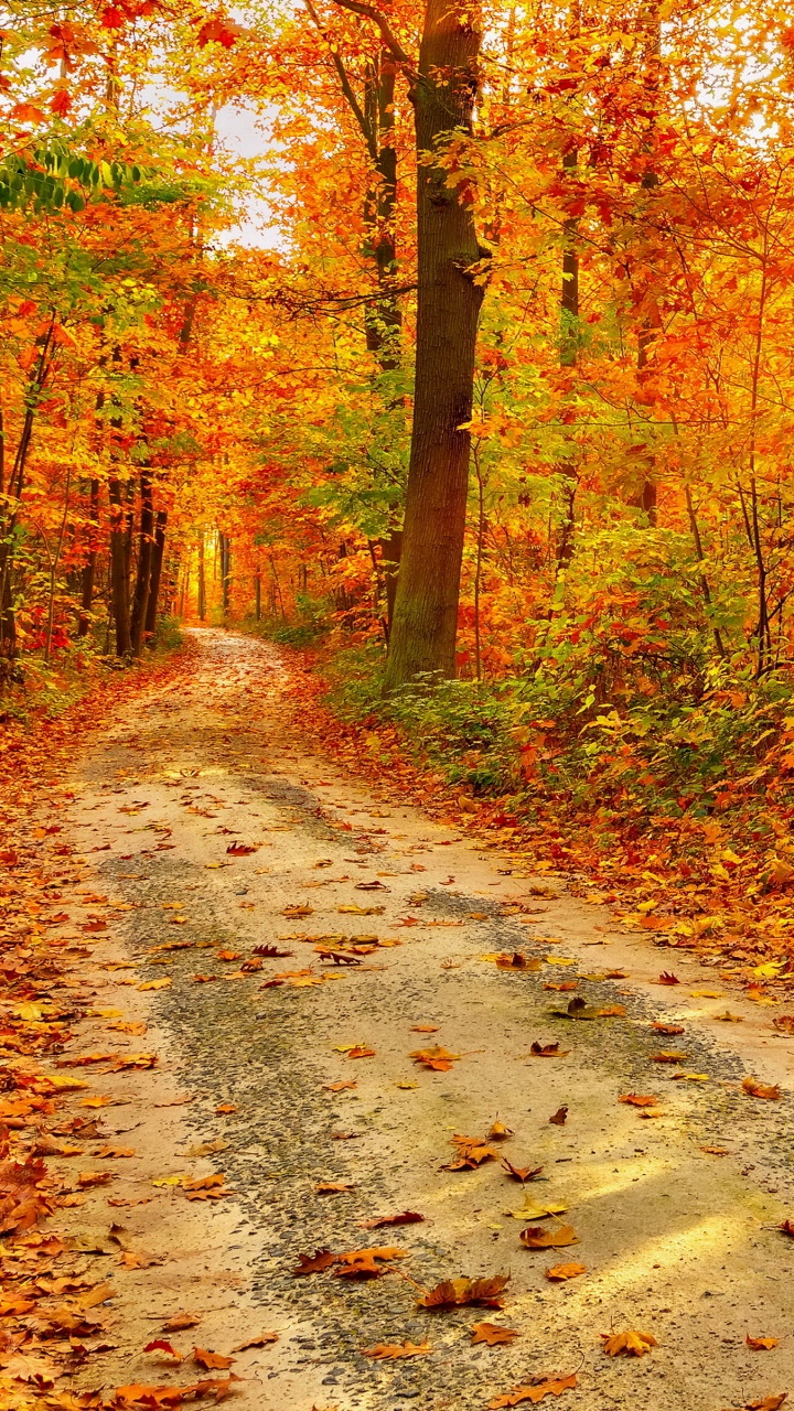 Обои осень, лес, природа, листопадные, лист в разрешении 720x1280