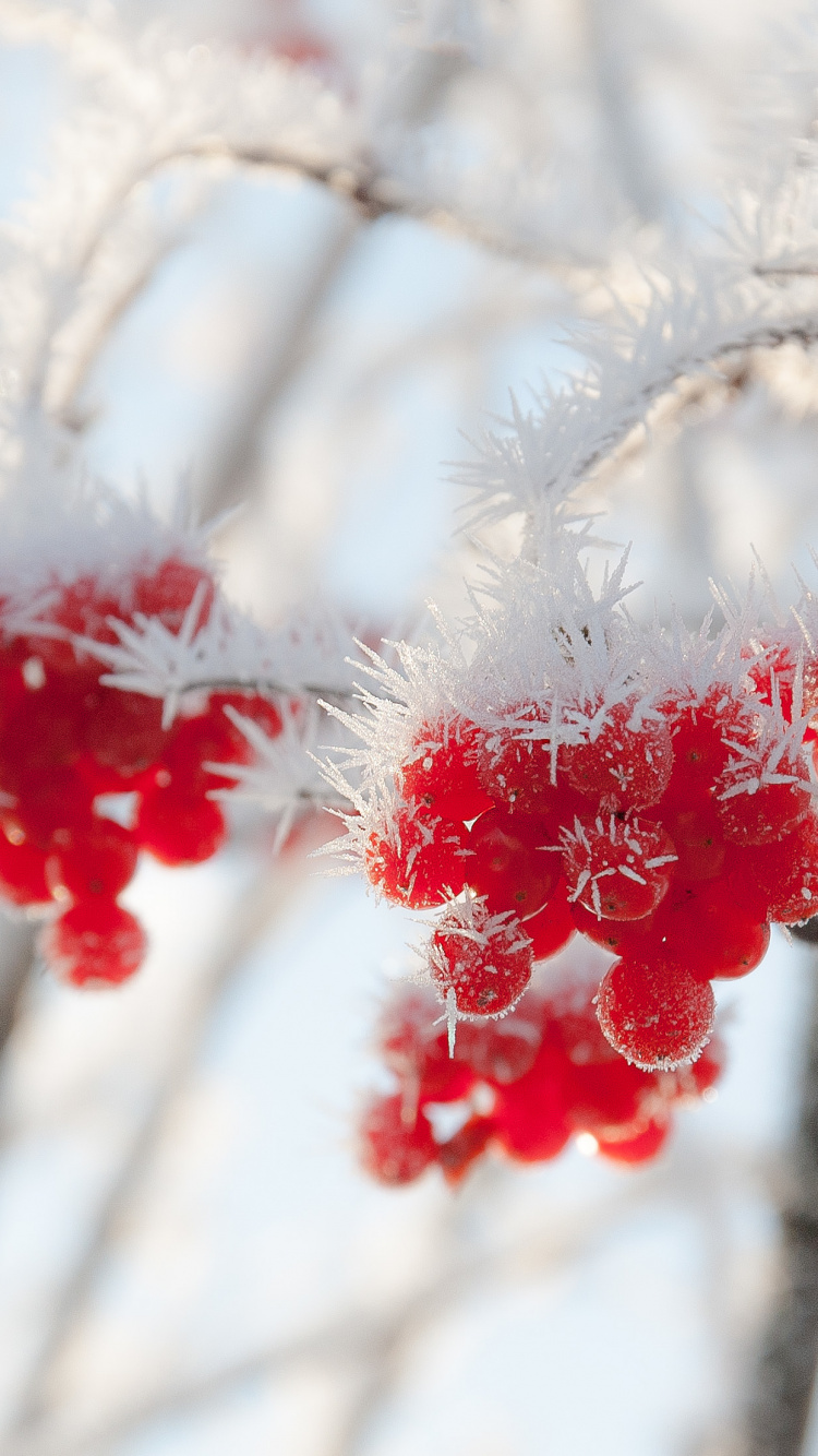 Обои зима, снег, мороз, красный цвет, ветвь в разрешении 750x1334