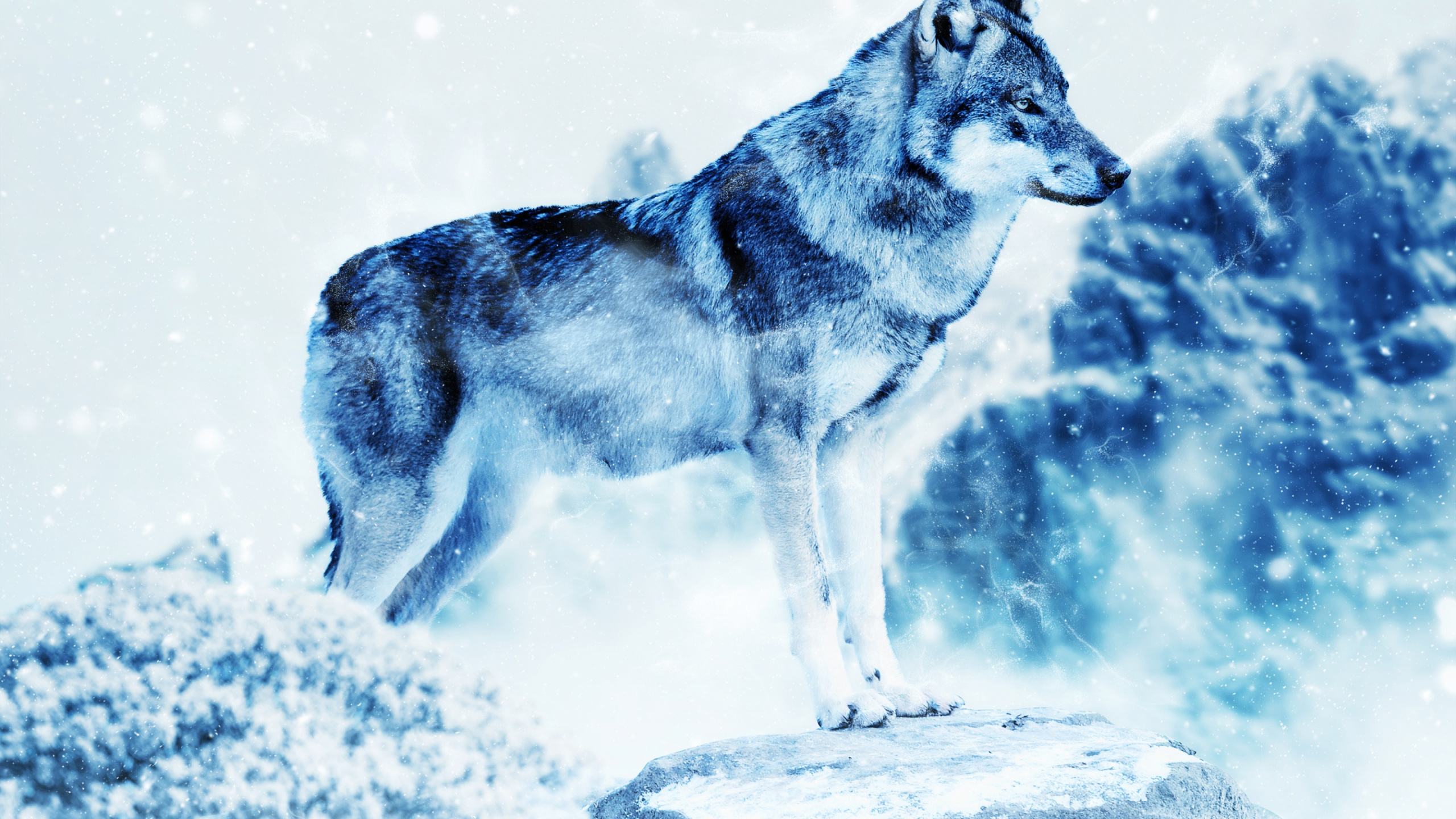 Обои снег, фотошоп, Сахалинская лайка, Сахалинская хаски, Арктика в разрешении 2560x1440