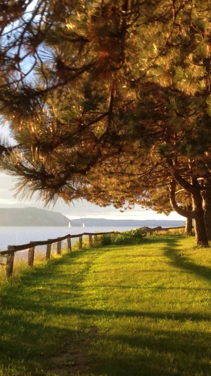 Обои пейзаж, дерево, природа, утро, солнечный свет в разрешении 720x1280