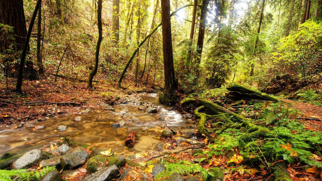 Обои лес, природа, дерево, поток, природный заповедник в разрешении 1366x768