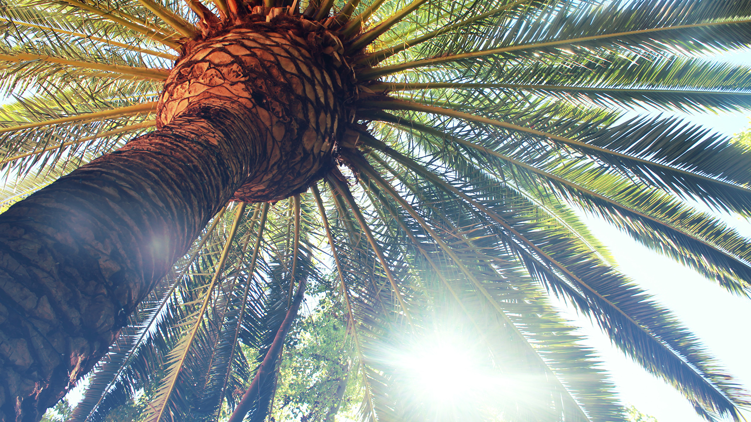 Обои пальмовые рощи, дерево, Пальма, растительность, растение в разрешении 2560x1440