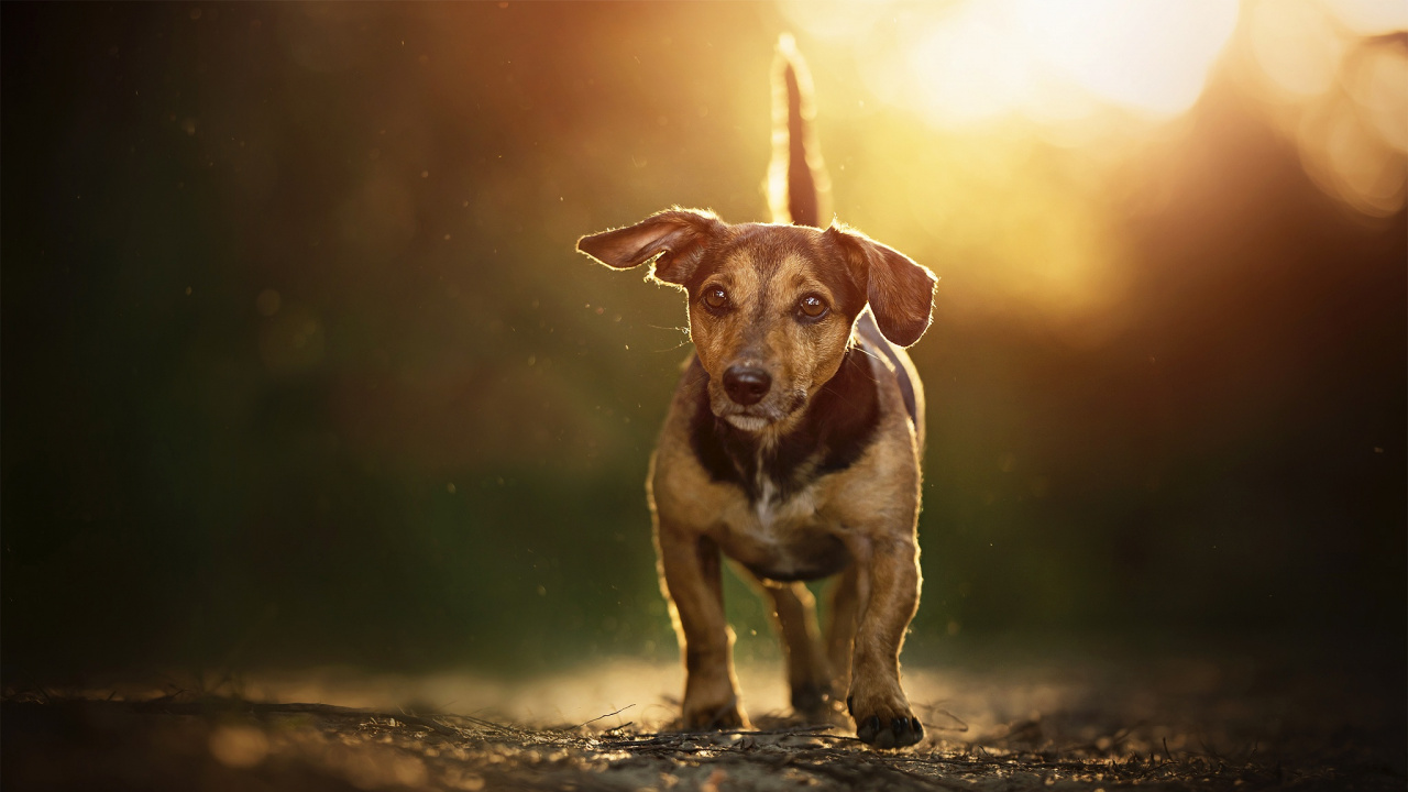 Обои морда, собака породы, пес, охотничья собака, искусство в разрешении 1280x720