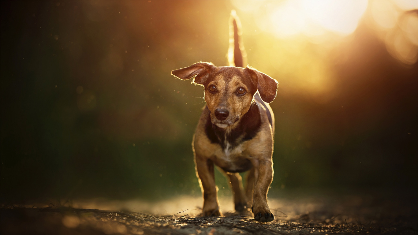 Обои морда, собака породы, пес, охотничья собака, искусство в разрешении 1366x768