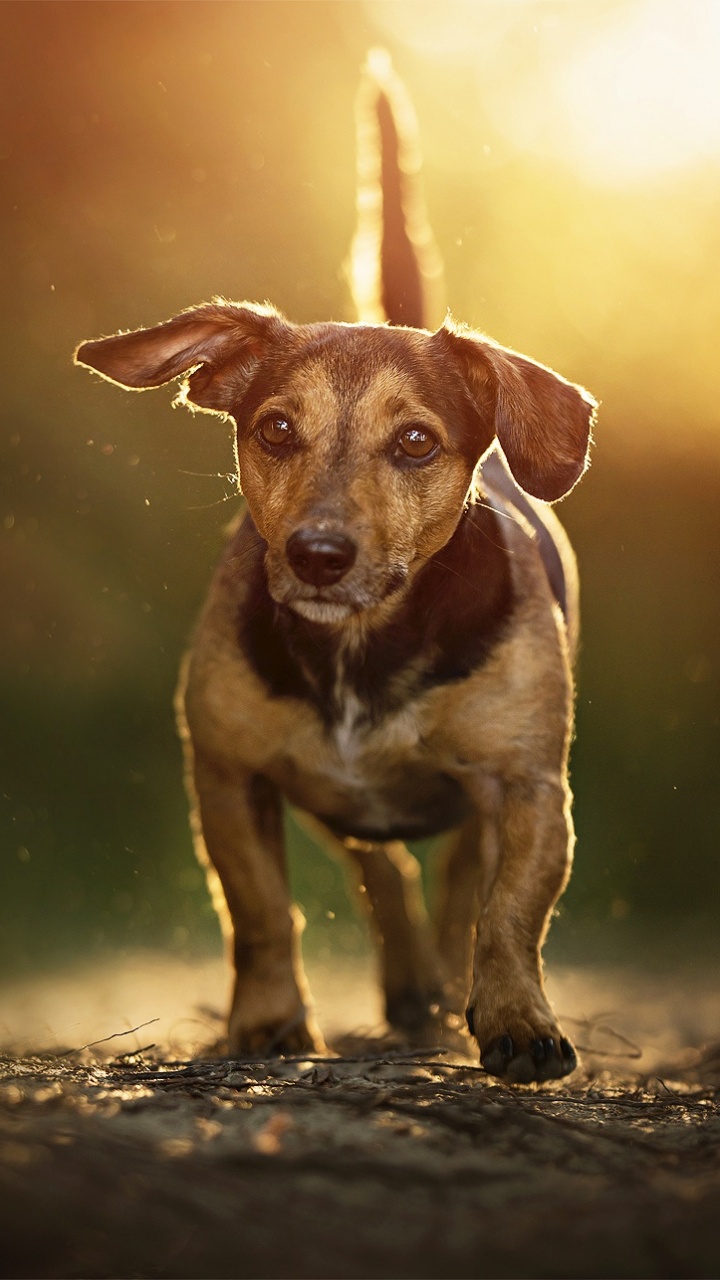 Обои морда, собака породы, пес, охотничья собака, искусство в разрешении 720x1280