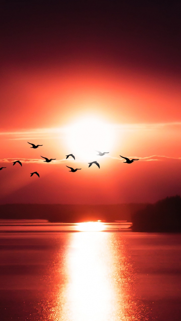 Обои послесвечение, утро, горизонт, восход солнца, солнце в разрешении 720x1280