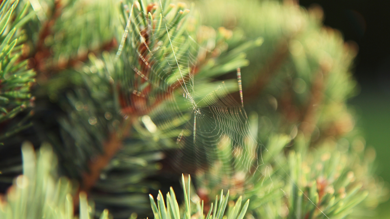 Обои ель, сосна, пихта, вечнозеленое растение, ветвь в разрешении 1366x768