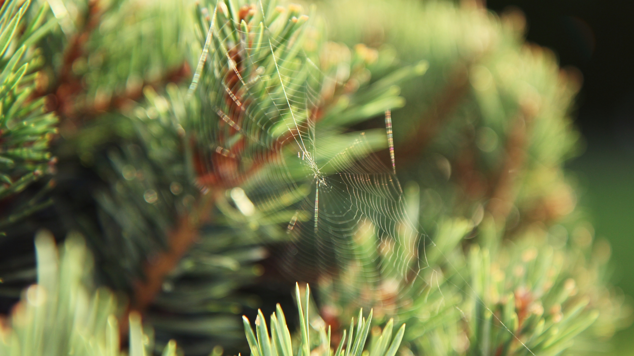 Обои ель, сосна, пихта, вечнозеленое растение, ветвь в разрешении 2560x1440