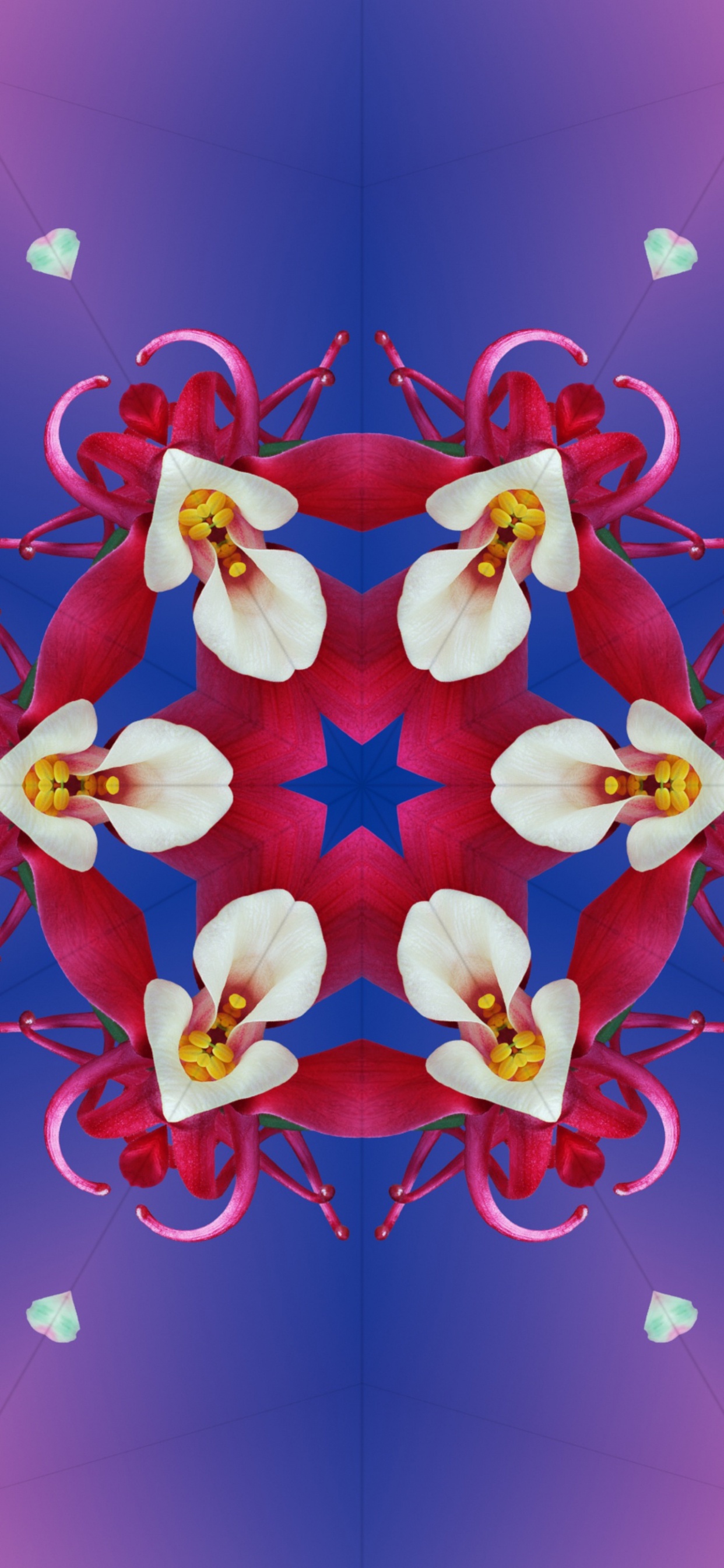 Обои iOS 17, яблоко, iOS 16, ios, цветок в разрешении 1242x2688