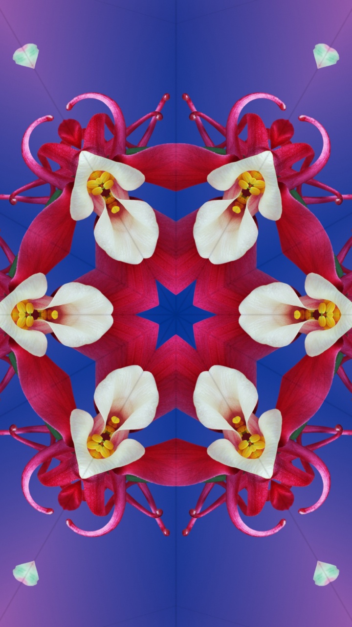 Обои iOS 17, яблоко, iOS 16, ios, цветок в разрешении 720x1280