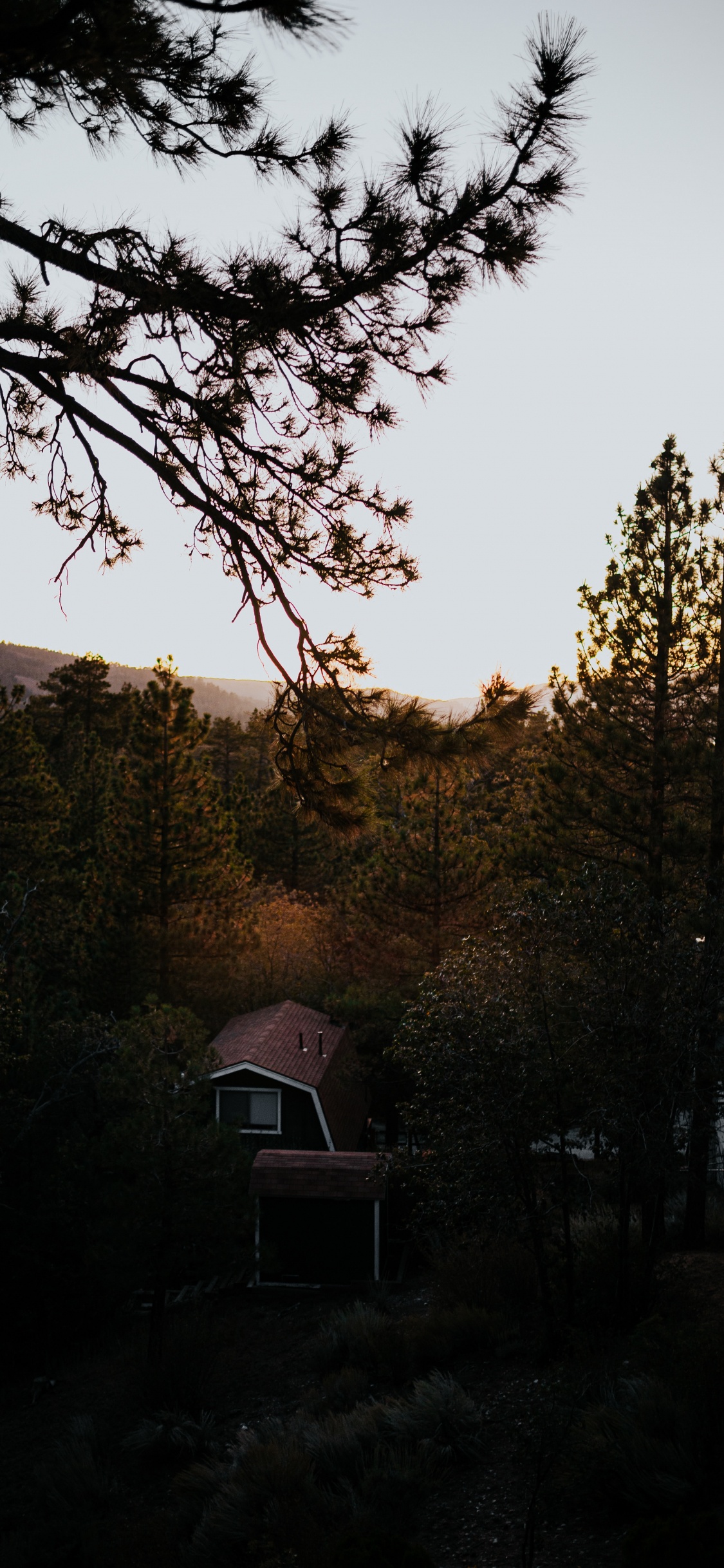 Обои ветвь, природа, дерево, утро, дикая местность в разрешении 1125x2436