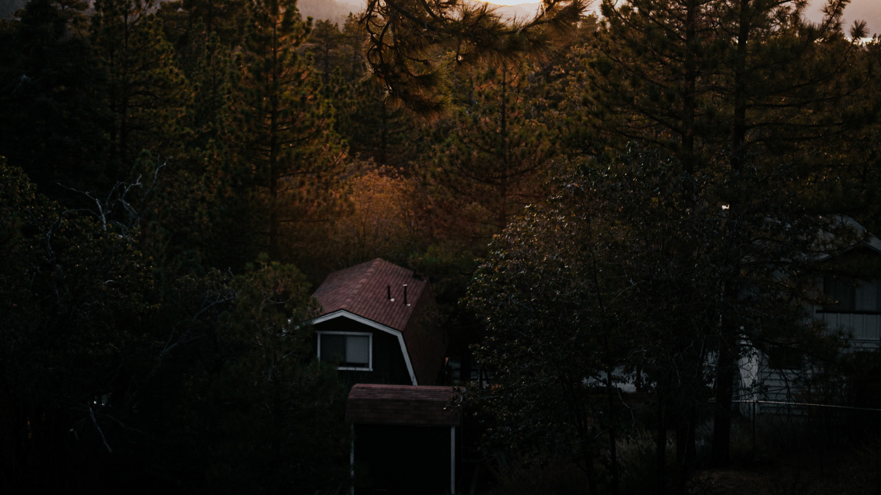 Обои ветвь, природа, дерево, утро, дикая местность в разрешении 1280x720