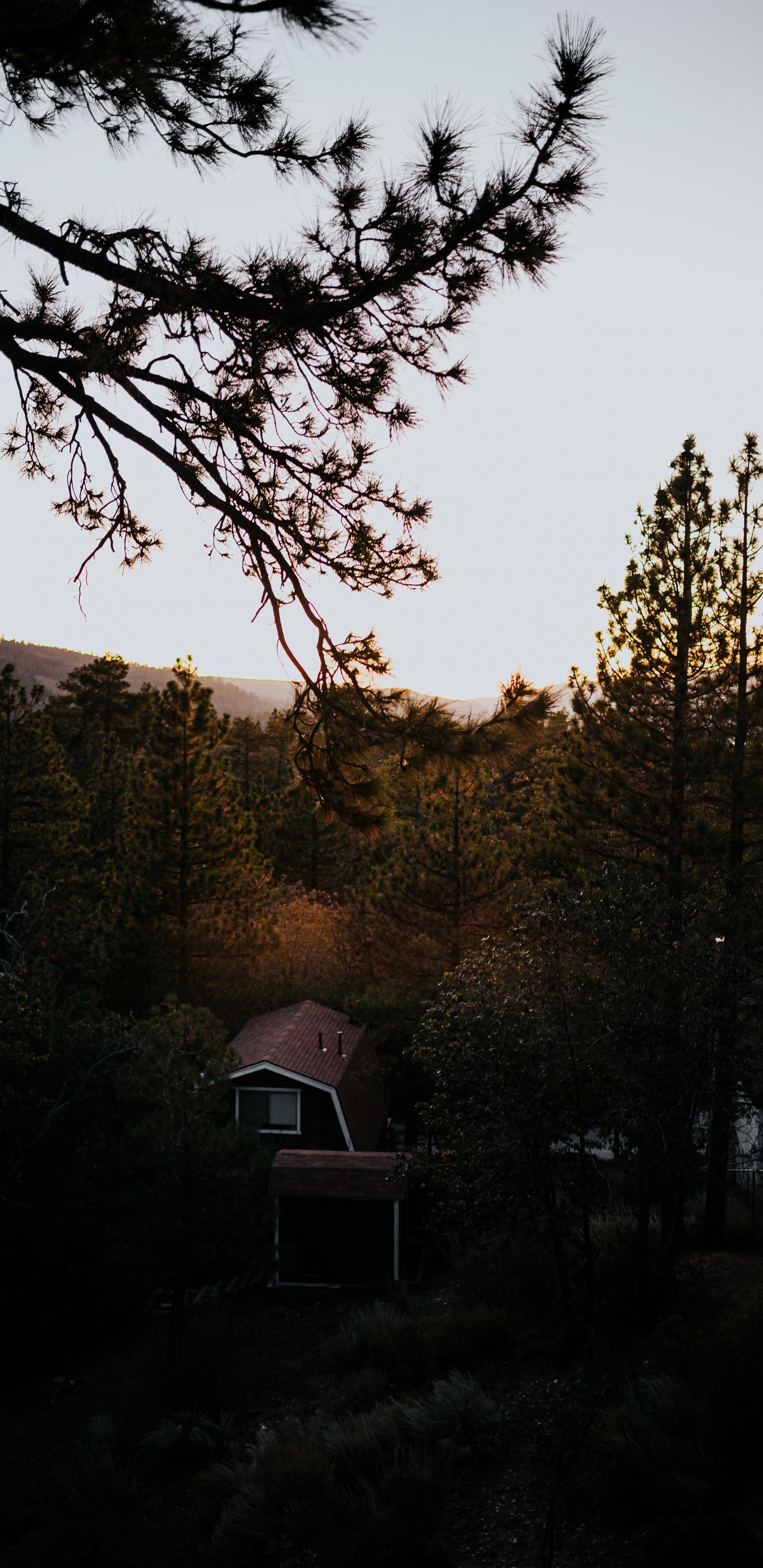 Обои ветвь, природа, дерево, утро, дикая местность в разрешении 1440x2960