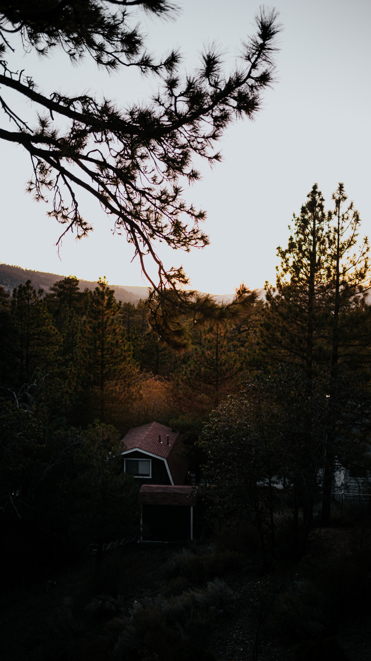 Обои ветвь, природа, дерево, утро, дикая местность в разрешении 750x1334