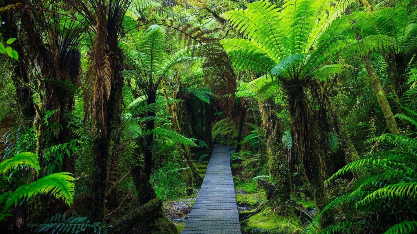 Обои деревянная тропа густые джунгли, тропинка, лес, растение, зеленый в разрешении 1366x768
