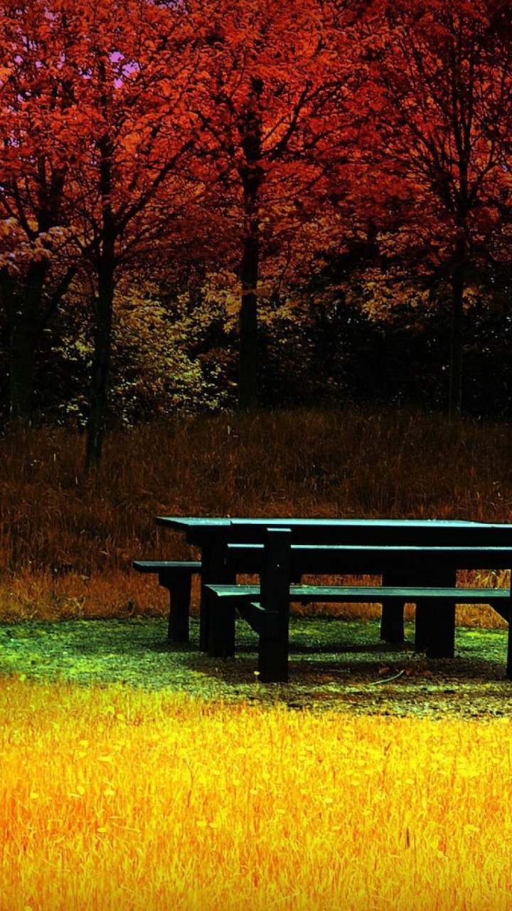 Обои природа, дерево, лист, осень, утро в разрешении 720x1280