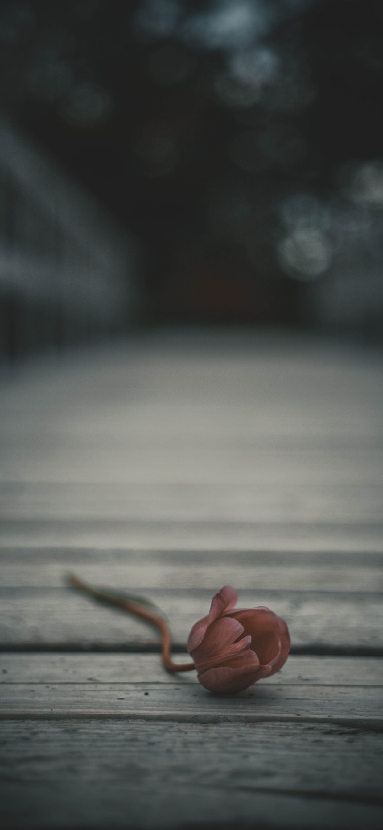 Обои темнота, черный и белый, облако, вода, небо в разрешении 1242x2688