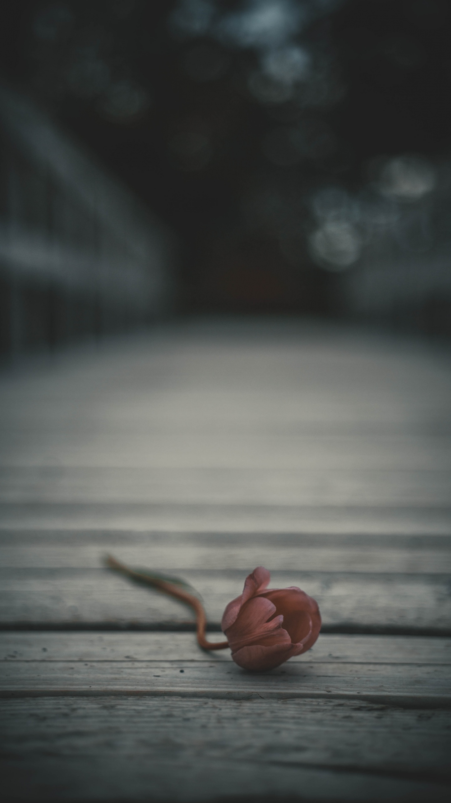 Обои темнота, черный и белый, облако, вода, небо в разрешении 1440x2560