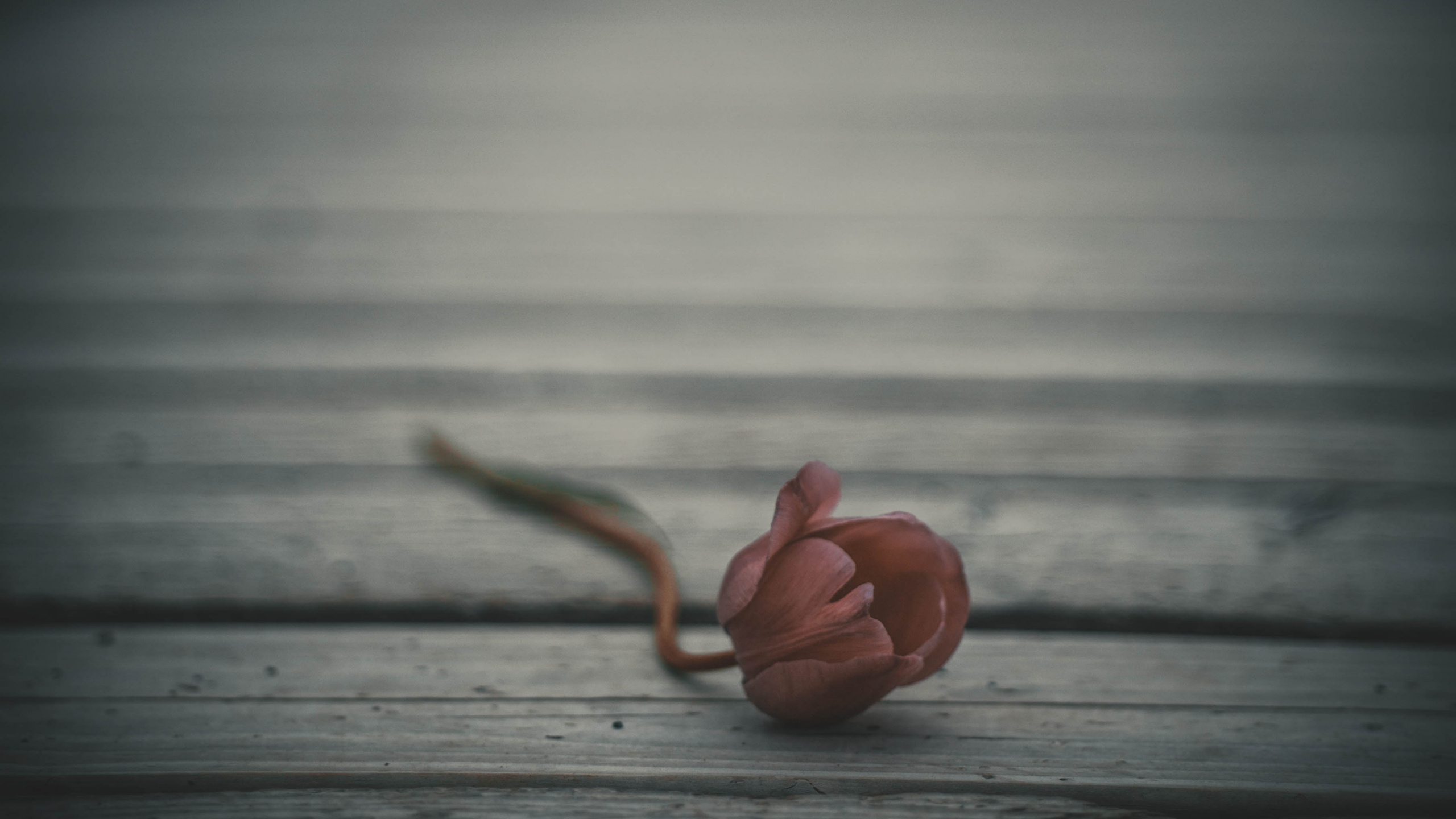 Обои темнота, черный и белый, облако, вода, небо в разрешении 2560x1440