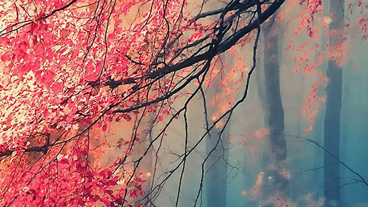 Обои дерево, природа, ветвь, красный цвет, природный ландшафт в разрешении 1280x720