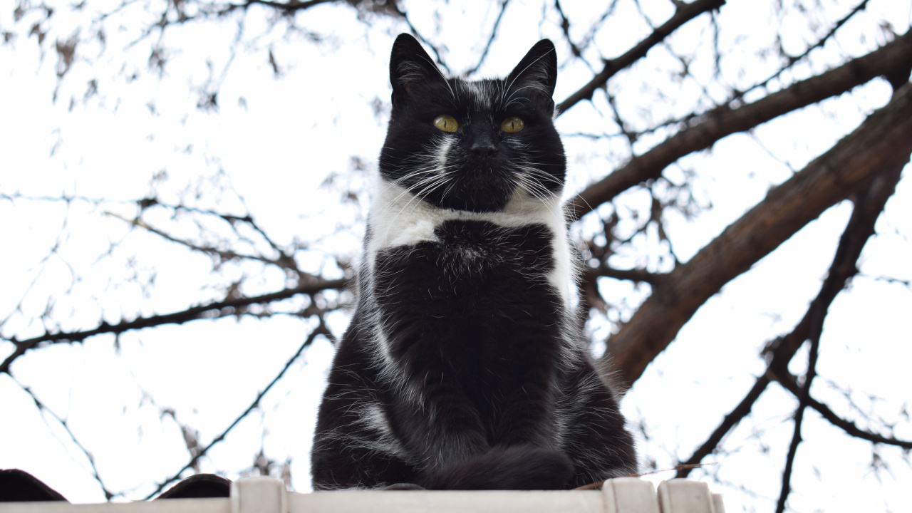 Обои кот, биколор кошка, черная кошка, кошачьих, бакенбарды в разрешении 1280x720