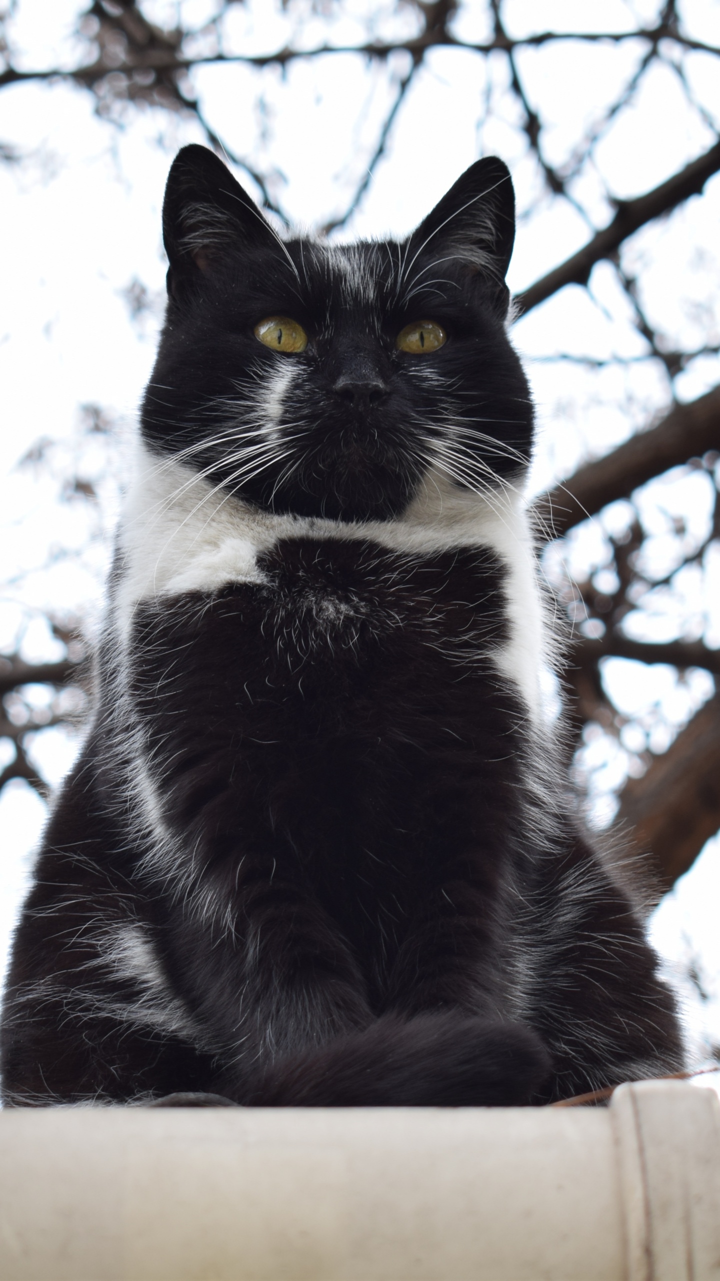 Обои кот, биколор кошка, черная кошка, кошачьих, бакенбарды в разрешении 1440x2560