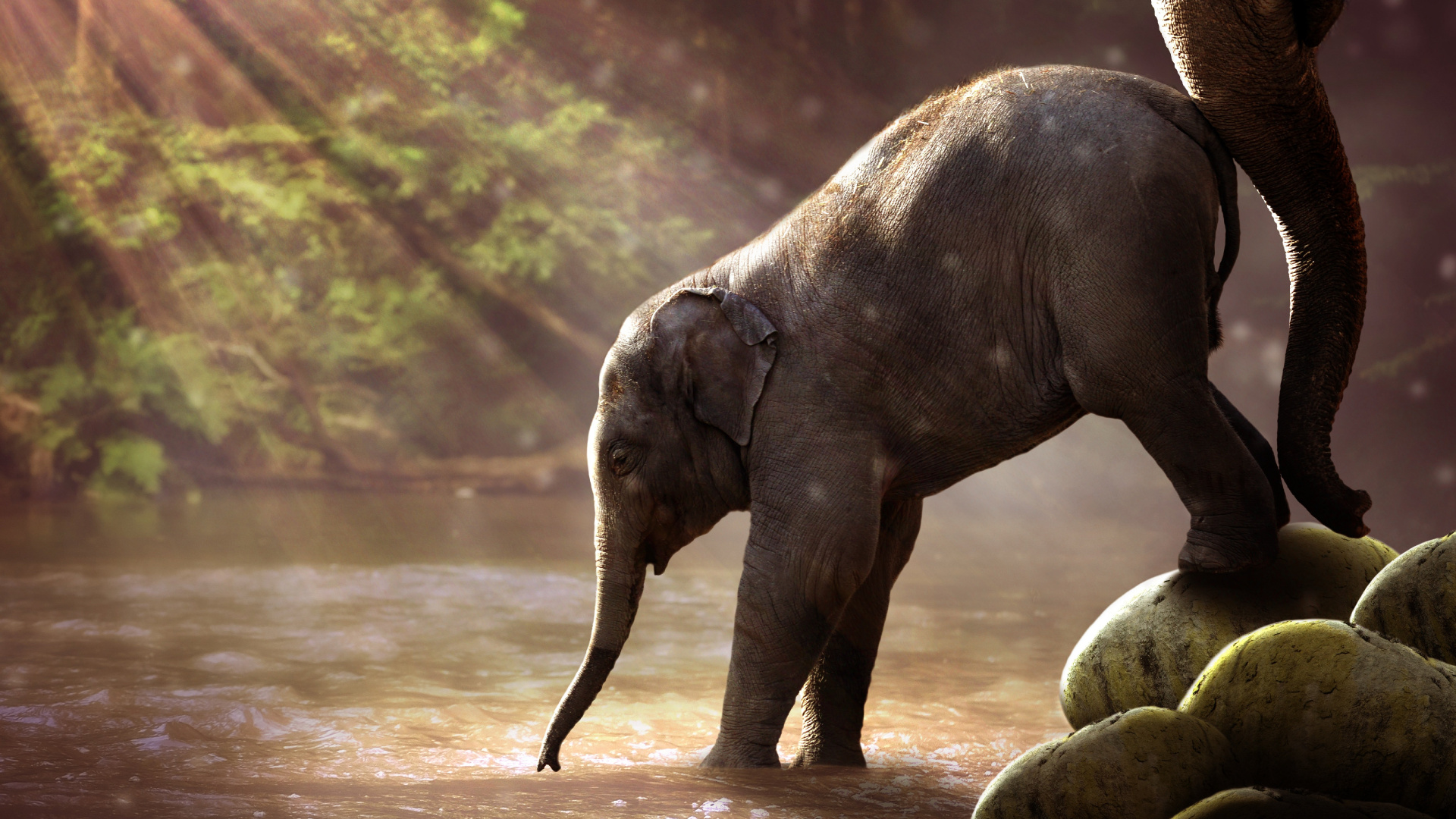 Обои Слон, вода, свет, растение, индийский слон в разрешении 1920x1080