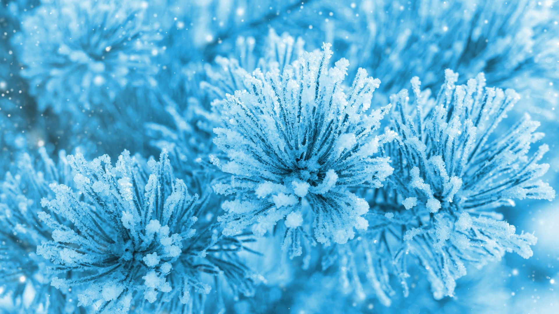 Обои синий, мороз, зима, замораживание, крупный план в разрешении 1920x1080