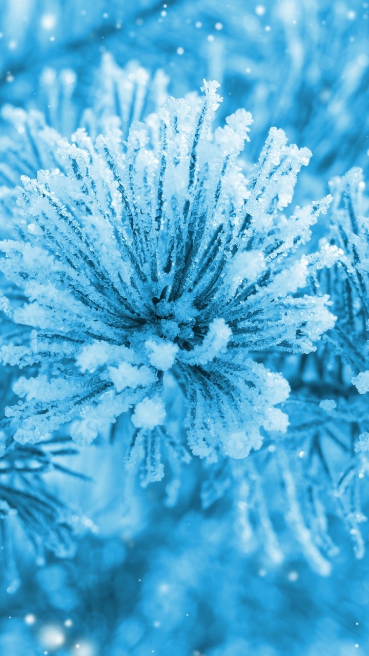 Обои синий, мороз, зима, замораживание, крупный план в разрешении 720x1280