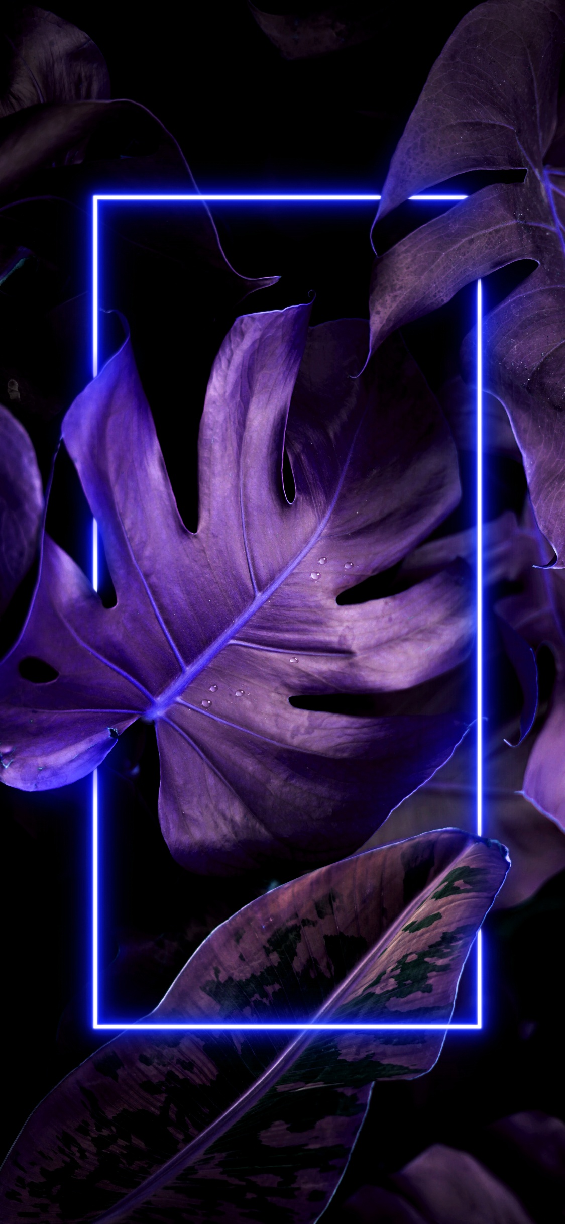 Обои рисование, растение, пурпур, Фиолетовый, лепесток в разрешении 1125x2436