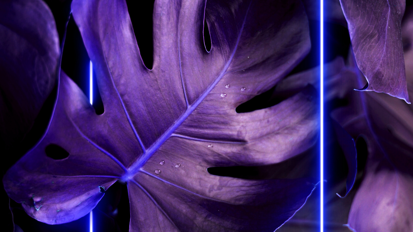 Обои рисование, растение, пурпур, Фиолетовый, лепесток в разрешении 1366x768