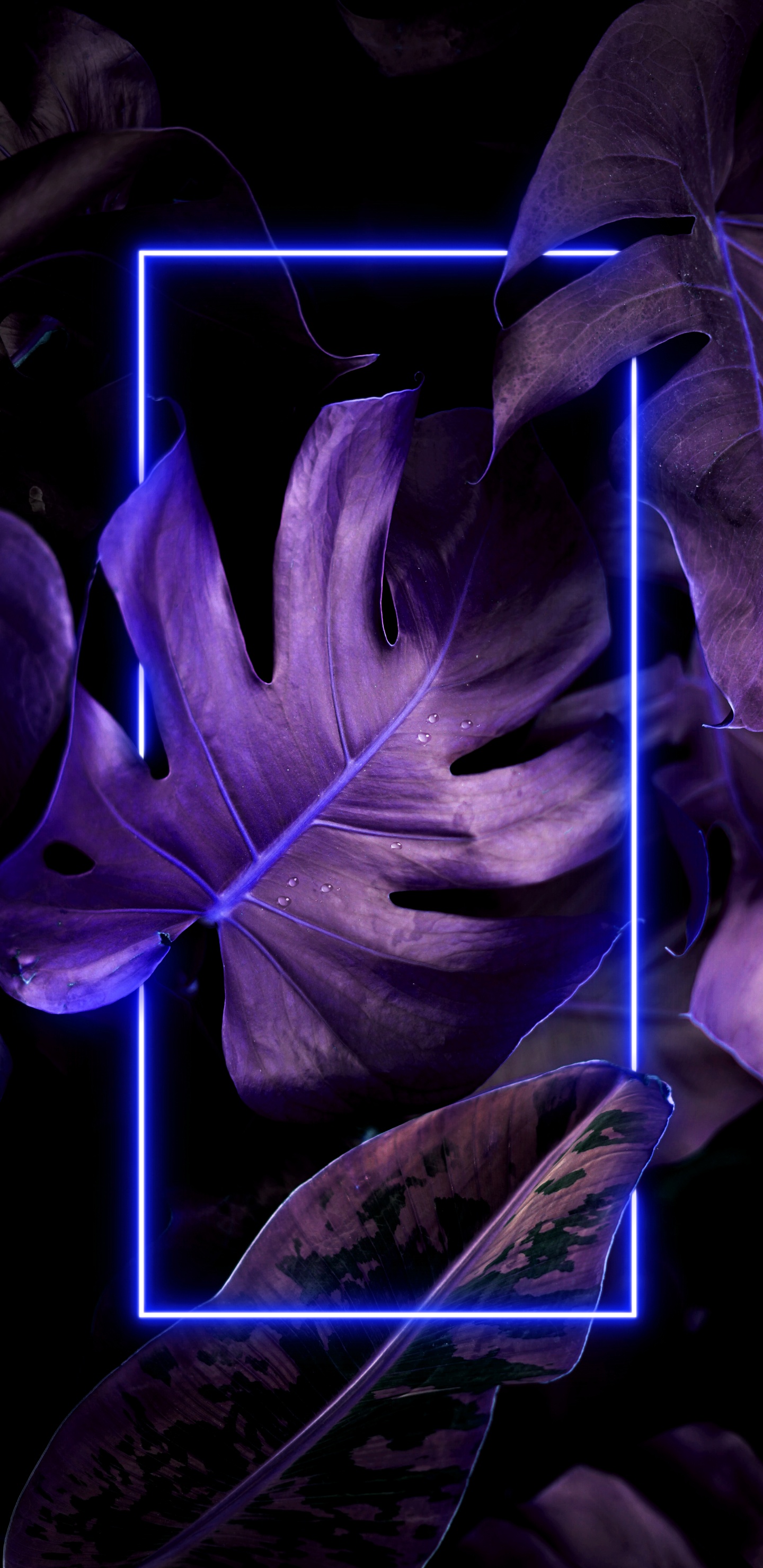 Обои рисование, растение, пурпур, Фиолетовый, лепесток в разрешении 1440x2960